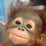 cordell's: Cinnamon, Red Ape - Spice